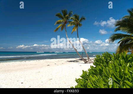 Sogno spiaggia spiaggia di sabbia con palme e il mare turchese, Parque Nacional del Este, Isla Saona, Repubblica Dominicana, dei Caraibi Foto Stock