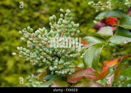 Oregon uva (Mahonia aquifolium) Foto Stock