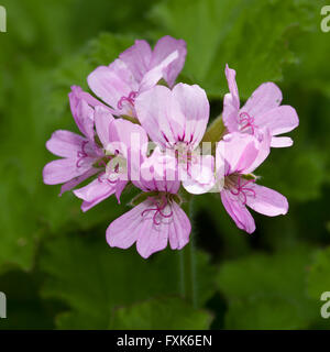 Pelargonium graveolens (Pelargonium graveolens), prevalente in Sud Africa Foto Stock