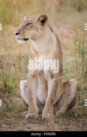 Leonessa (Panthera leo), guardando fuori per la preda, South Luangwa National Park, Zambia Foto Stock