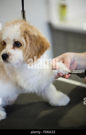 Cane getting chiodo rivestimento vet Foto Stock