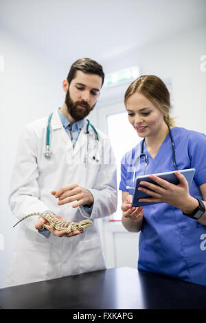 Vet esaminando una lucertola con tavoletta digitale Foto Stock