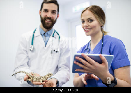 Vet esaminando una lucertola con tavoletta digitale Foto Stock