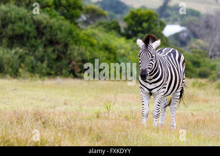 La Burchell zebra in piedi in un campo. Foto Stock