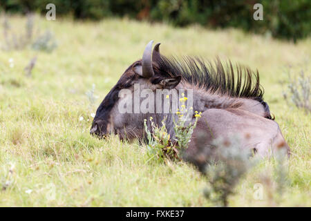 Nyala - Buck Foto Stock