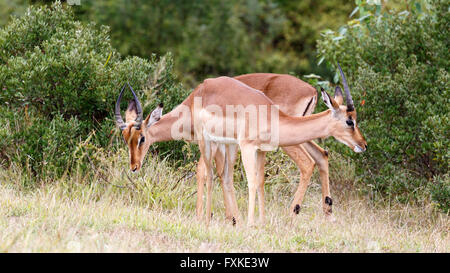 Nyala - Buck Foto Stock