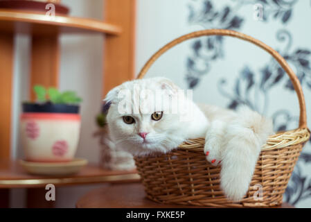 Scottish Fold gattino siede nel cesto di vimini in camera Foto Stock