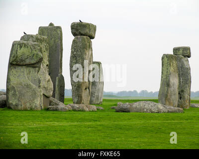 Due uccelli neri sulle rocce di Stonehenge. Foto Stock