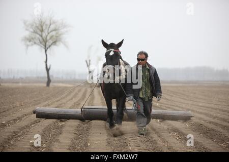 Pechino, la Cina la provincia di Liaoning. Xii Apr, 2016. Un agricoltore conduce un mulo al livello del terreno per la semina come il tempo si fa più caldo in Tianjiafang villaggio del distretto di Liaozhong a Shenyang, a nord-est della Cina di Provincia di Liaoning, 12 aprile 2016. © Ding Hongfa/Xinhua/Alamy Live News Foto Stock