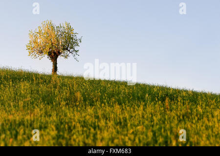 Pear Tree solo sulla collina in primavera Foto Stock