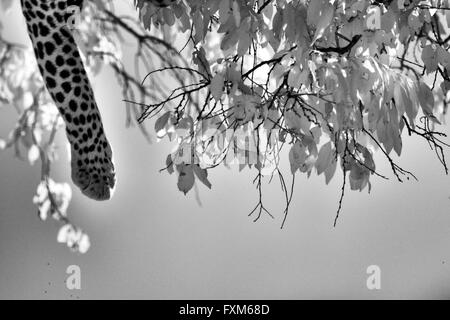 L'infra rosso, immagine in bianco e nero di un Africano Leopard è la gamba penzolante dalla cima di un albero nel Masai Mara in Kenya, Africa Foto Stock