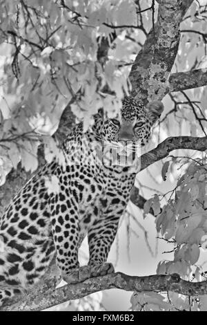 L'infra rosso, immagine in bianco e nero di un Africano Leopard (Panthera pardus pardus) guardando fuori dalla cima di un albero nel Masai Mara in Foto Stock