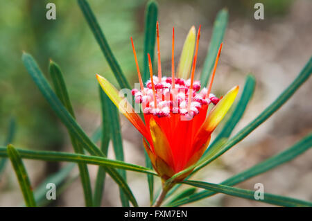 Rosso brillante fiore di montagna Devil (Lambertia formosa). Foto Stock