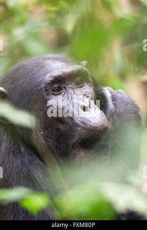 Fotografia di © Jamie Callister. Uno scimpanzé Trekking nella foresta di Kibale National Park, Uganda, Africa centrale, 27 Febbraio 2016 Foto Stock