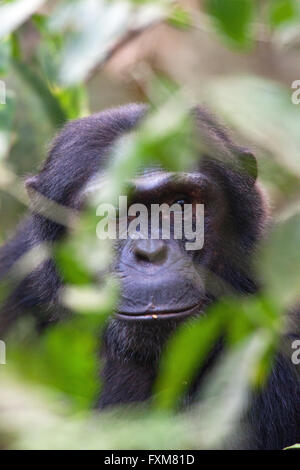 Fotografia di © Jamie Callister. Uno scimpanzé Trekking nella foresta di Kibale National Park, Uganda, Africa centrale, 27 Febbraio 2016 Foto Stock