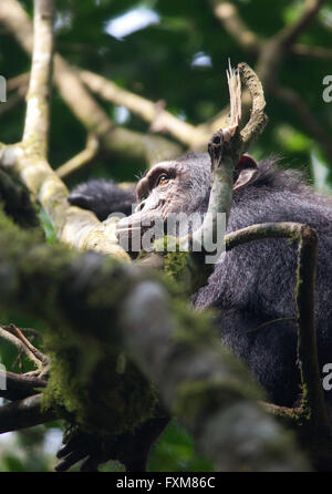 Fotografia di © Jamie Callister. Uno scimpanzé Trekking nella foresta di Kibale National Park, Uganda, Africa centrale, 27 Febbraio 2016 Foto Stock