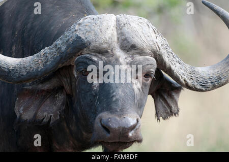 African Buffalo (Syncerus caffer) nel Parco Nazionale di Kruger, Sud Africa Foto Stock