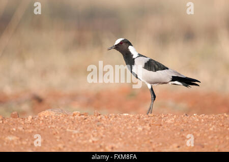 Fabbro Plover (Vanellus armatus) nel Parco Nazionale di Kruger, Sud Africa Foto Stock