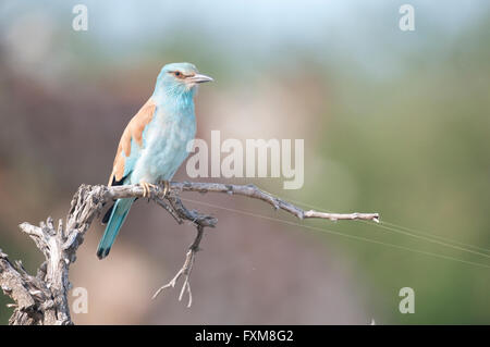 Rullo europea (Coracias garrulus) sorge nel Parco Nazionale di Kruger, Sud Africa Foto Stock