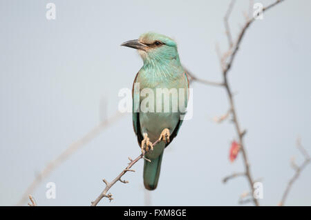 Rullo europea (Coracias garrulus) sorge nel Parco Nazionale di Kruger, Sud Africa Foto Stock