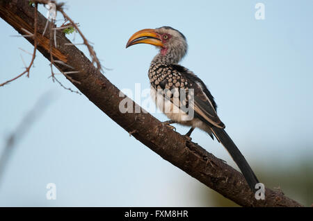 Southern Yellow-fatturati Hornbill (Tockus leucomelas) in una struttura ad albero di Acacia nel Parco Nazionale di Kruger, Sud Africa Foto Stock