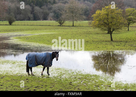 Un cavallo che indossa un cappotto in un campo inondato in Blandford Forum Dorset Regno Unito Foto Stock