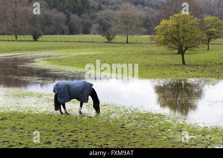 Un cavallo che indossa un cappotto in un campo inondato in Blandford Forum Dorset Regno Unito Foto Stock