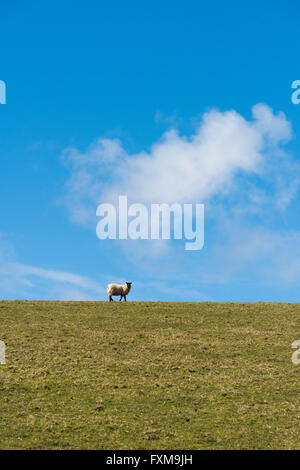 Un lone pecore in un campo wit e cielo blu sullo sfondo. Foto Stock