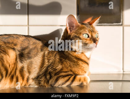 Femmina Gatto bengala rilassante nel tepore del sole sul bancone cucina modello di rilascio: No. Proprietà di rilascio: Sì (cat). Foto Stock