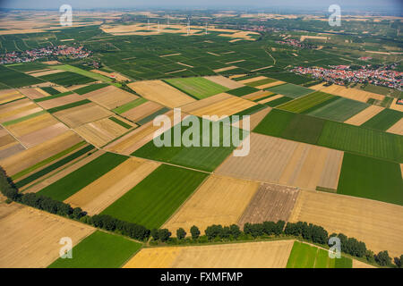 Vista aerea, campi a Mörstadt, agricoltura, Worm, Renania Palatinato, Germania, Europa, vista aerea, Foto Stock