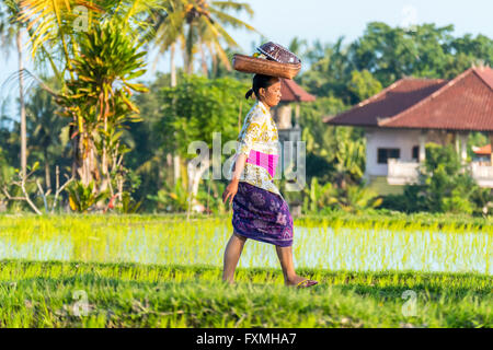 Donna che lavorano in campi di riso, Ubud, Bali, Indonesia Foto Stock