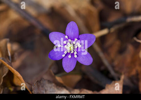 Un close-up di un blu fiore di hepatica Foto Stock