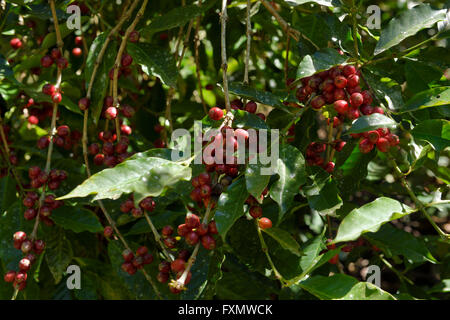 La Coffea bush pieno di ripe rosso di bacche di caffè in Jalisco Messico Foto Stock