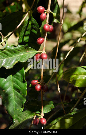 La Coffea bush con ripe rosso di bacche di caffè in Jalisco Messico Foto Stock
