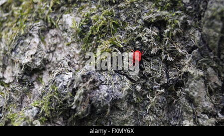 Velluto rosso acari o bug di pioggia sullo sfondo di un albero e moss Foto Stock