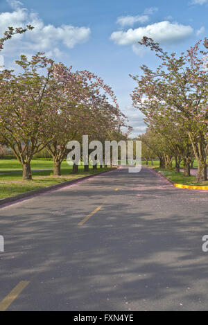 Fiori Ciliegio primavera fiorisce in blu il parco del lago Oregon. Foto Stock