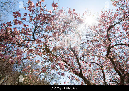 Albero di magnolia in fiore in primavera, al Central Park di New York City, Stati Uniti d'America. Foto Stock