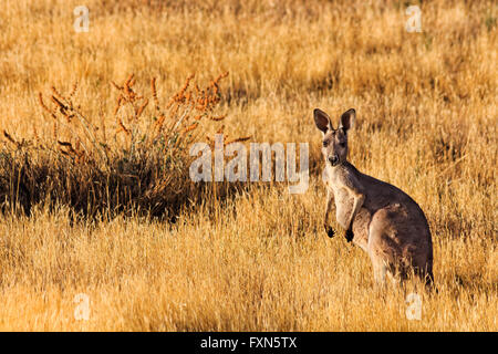 Alti canguro permanente contro di colore marrone-giallo sfondo erbosa del suo habitat naturale in Flinders Ranges National Park del sud un Foto Stock