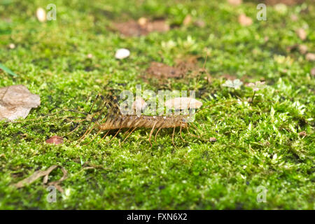 Casa italiana centipede con gambe lunghe (La scutigera) passeggiate sul verde muschio Foto Stock