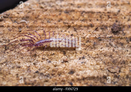 Casa italiana centipede con gambe lunghe (La scutigera) passeggiate su legno Foto Stock