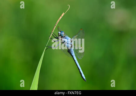 Il maschio della Southern skimmer dragonfly (Orthetrum brunneum) in appoggio su una foglia Foto Stock