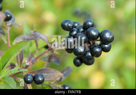 Blu profondo e bacche lucida su un arbusto della selvaggia ligustro, Ligustrum vulgare, in autunno Foto Stock