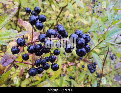 Blu profondo e bacche lucida su un arbusto del ligustro selvatico nella pioggia, Ligustrum vulgare, in autunno Foto Stock