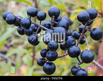 Blu profondo e bacche lucida su un arbusto della selvaggia ligustro, Ligustrum vulgare, in autunno Foto Stock