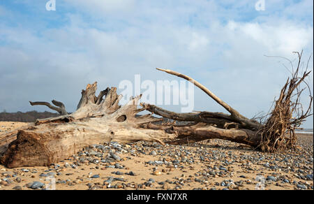 Effetti di erosione costiera Benacre Suffolk Foto Stock