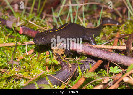 Tritone crestato italiano Triturus carnifex Foto Stock