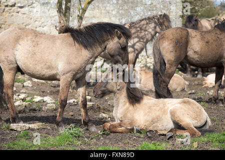 Selvaggi cavalli Konik su Wicken Fen in Cambridgeshire Foto Stock