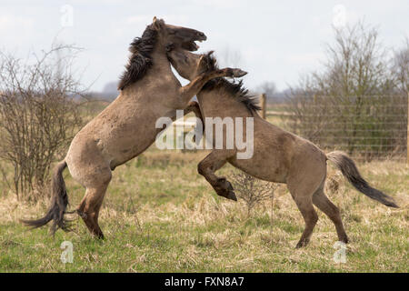 Selvaggi cavalli Konik su Wicken Fen in Cambridgeshire Foto Stock