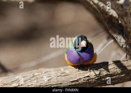 Un maschio gouldian finch seduto su un ramo. Foto Stock