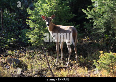 Culbianco cervi Parco Nazionale di Yellowstone Foto Stock